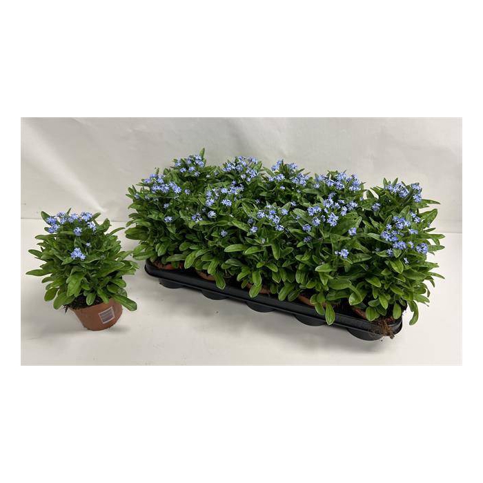 <h4>Myosothis Sylvat Mon Amie 12Ø 24cm</h4>