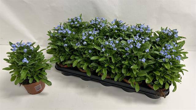 Myosothis Sylvat Mon Amie 12Ø 24cm