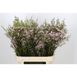 Chamelaucium Early Nir