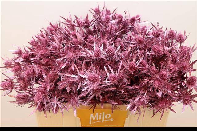 <h4>ERYN PL OV KLB H%</h4>