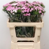 Di Barb Amazon Pink Magic Super