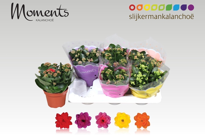 <h4>KAL GE GEM 5 KL</h4>