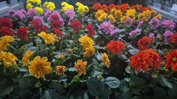 <h4>DAHLIA MIXK 5 KL</h4>