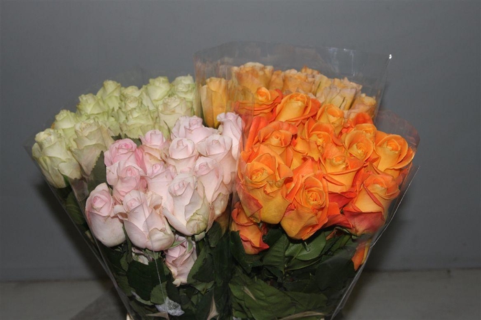 <h4>R Gr Gemengd</h4>