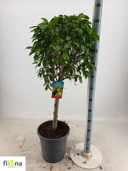 <h4>FIC BENJAMINA OV</h4>