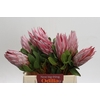 Protea Cynaroides