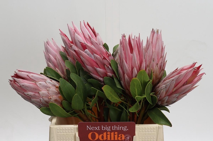 Protea Cynaroides