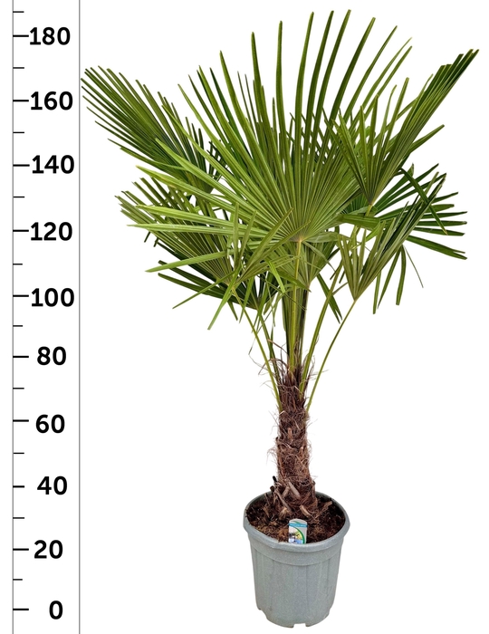 <h4>TRACHYC FORTUNEI</h4>