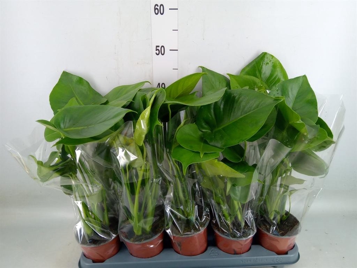 <h4>Monstera delic.</h4>