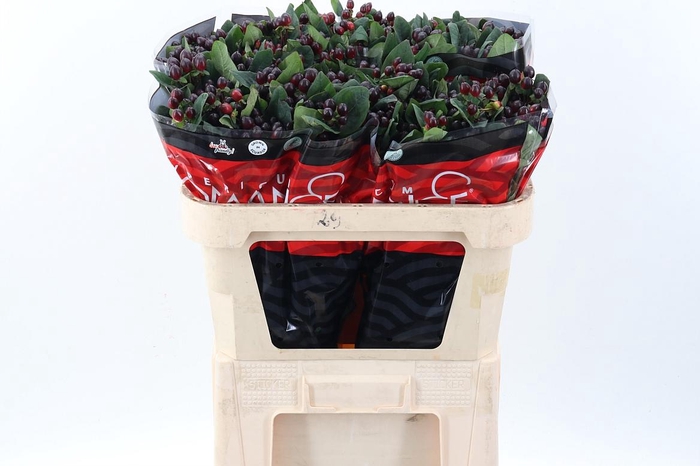 <h4>Hyp Rocky Rom 70cm</h4>