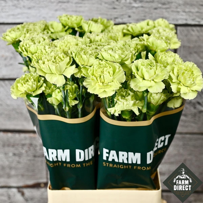 <h4>DI ST GREEN MARTY</h4>