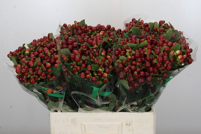<h4>Hypericum Magical Seasons</h4>