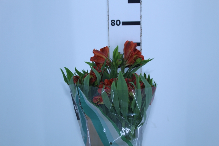 ALSTROEMERIA CHEERIO 070 CM