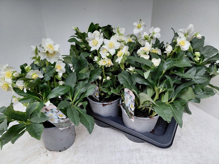 <h4>HELL NI MON BLANC</h4>