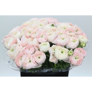 Ranunculus Clooney Hanoi Super