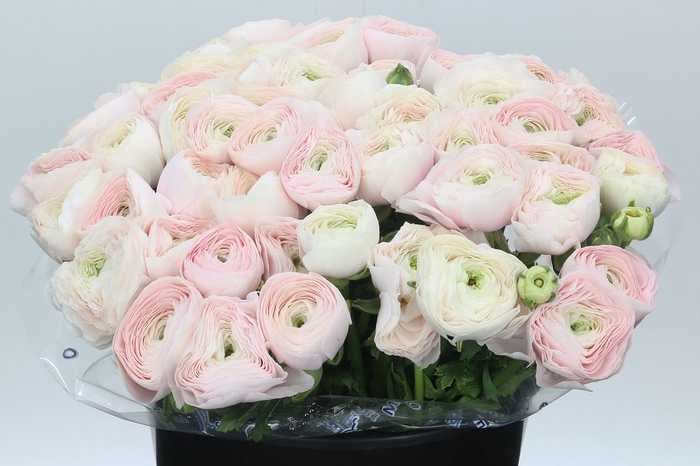 Ranunculus Clooney Hanoi Super