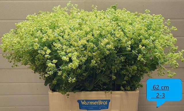 <h4>ALCHEMILLA MOLLIS 'ROBUSTICA'</h4>