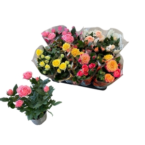 RO KORDAN GRANDE GEM