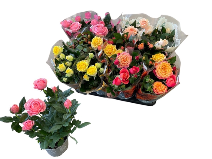 <h4>RO KORDAN GRANDE GEM</h4>