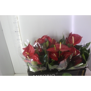 ANTHURIUM MICHIGAN P17 PREMIUM