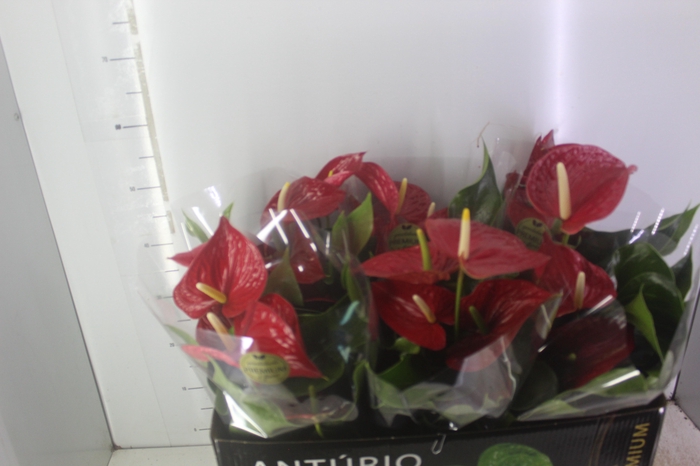ANTHURIUM MICHIGAN P17 PREMIUM