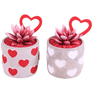 Valentine Arr. Succulent Ceramic Hearts pot Red/White Ø11cm 1PP