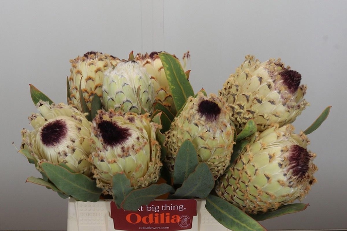 <h4>PROTEA M ICE QUEEN</h4>