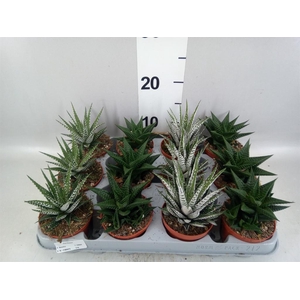 Haworthia   ...mix