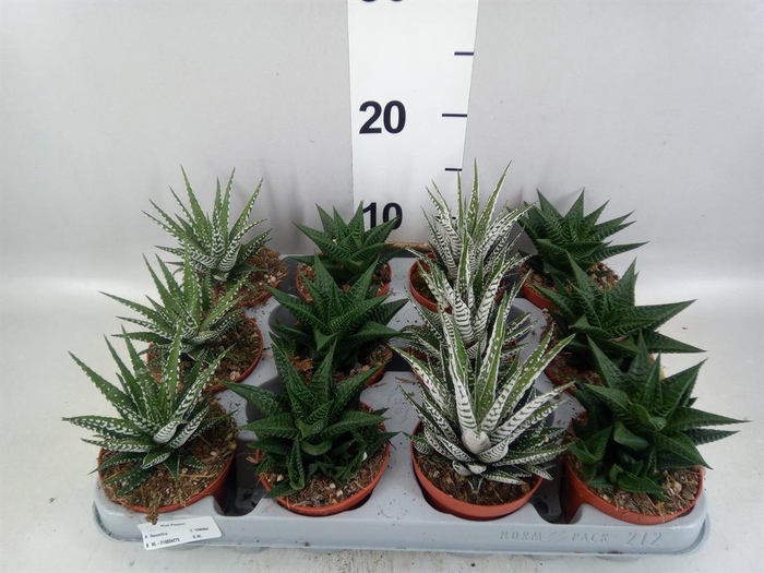 <h4>Haworthia   ...mix</h4>