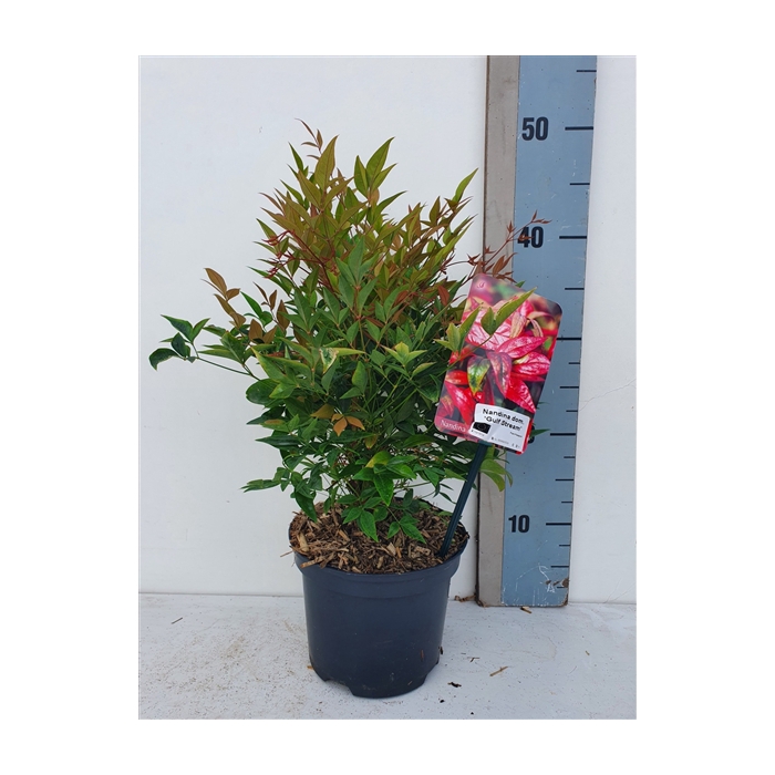 <h4>Nandina domestica 'Gulf Stream'</h4>