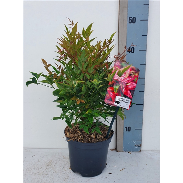 <h4>Nandina domestica 'Gulf Stream'</h4>