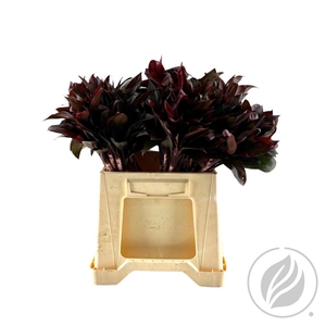 Cordyline Compacta Purple 45cm