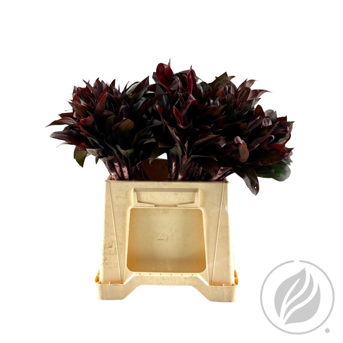 <h4>Cordyline Compacta Purple 42cm</h4>