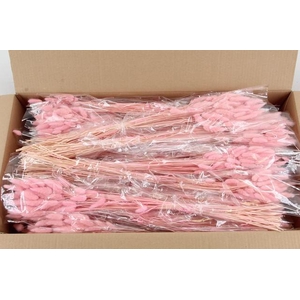 DF Lagurus Bs 50g/70cm Light Pink