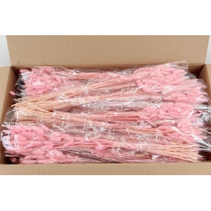 DF Lagurus Bs 50g/70cm Light Pink