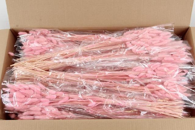 <h4>DF Lagurus Bs 50g/70cm Light Pink</h4>