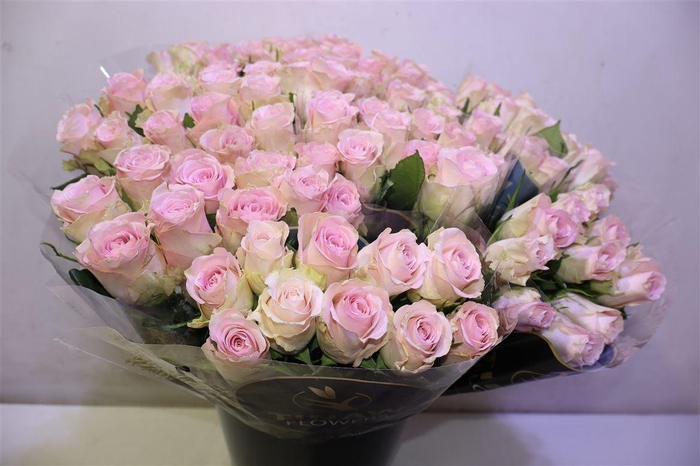 <h4>R Gr Bisou X10</h4>