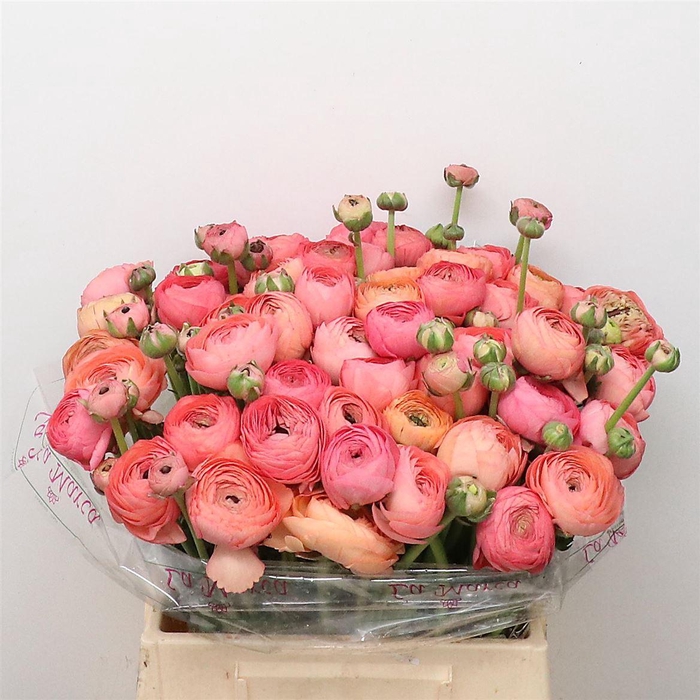 <h4>Ran Su Sr Tropico Salmon Extra</h4>