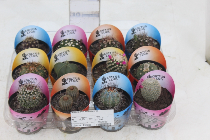 <h4>CACTUS RAIZ PROPRIA P09</h4>