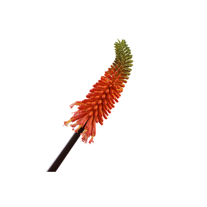 Kniphofia Orange FL430078ORA