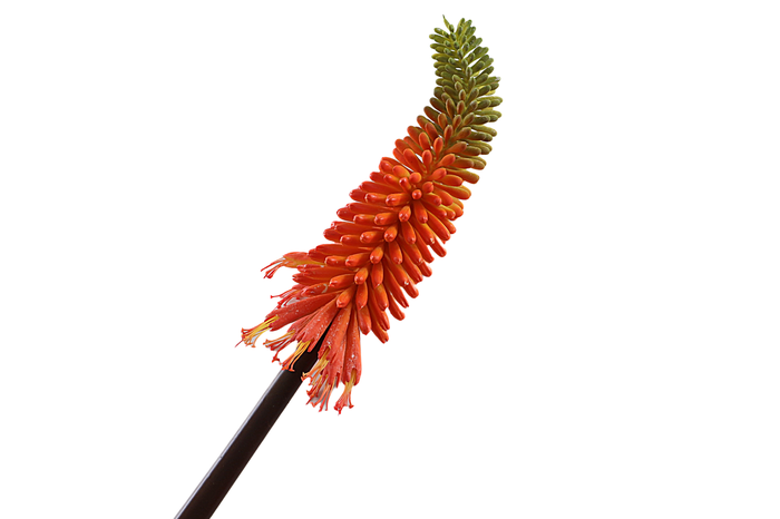 Kniphofia Orange
