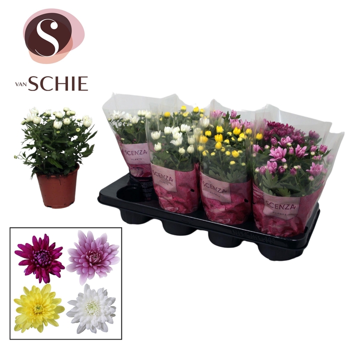 <h4>Chrysanne® Gevuldbloemig Mix Stadium 1-2</h4>