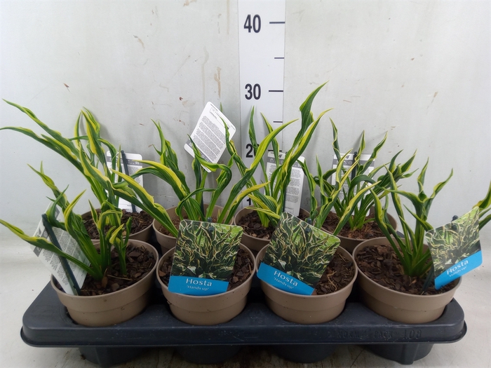 <h4>Hosta   ...</h4>