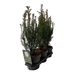 Hedgeline Taxus media 'Groenland' C3