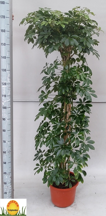 <h4>SCHEF AR COMPACTA</h4>