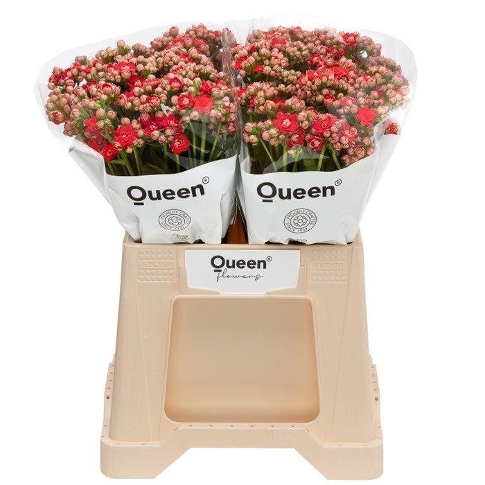 <h4>Kalanchoe 'Pretty Red'</h4>