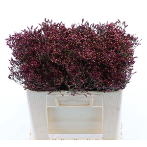 Limonium Sinense Scarlet Diamond