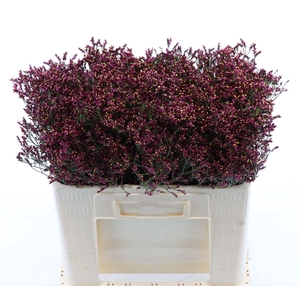 Limonium Sinense Scarlet Diamond