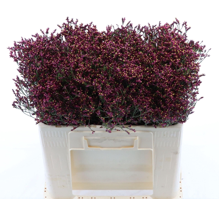 <h4>Limonium Sinense Scarlet Diamond</h4>