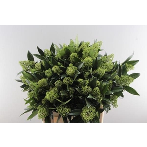 Skimmia Kew Green Pbs(60cm)x5